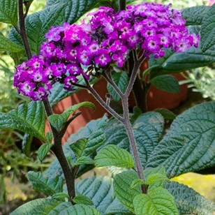 香水草植物介紹 | CLN城市生活報