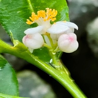 泰國檸檬葉 | CLN城市生活報