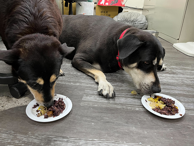 寵物不能吃糯米粽 新北動保處教在家製作寵物可食鮮食粽