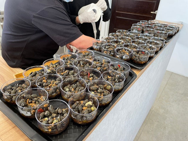 跟著潮汐去探險「北海岸漁村限定海味-燒酒螺」