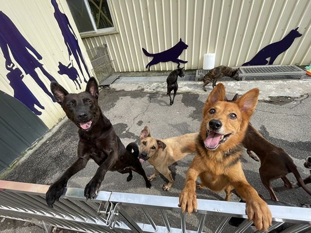 認養新北動物好康連環送 許流浪毛寶貝一個溫暖的家