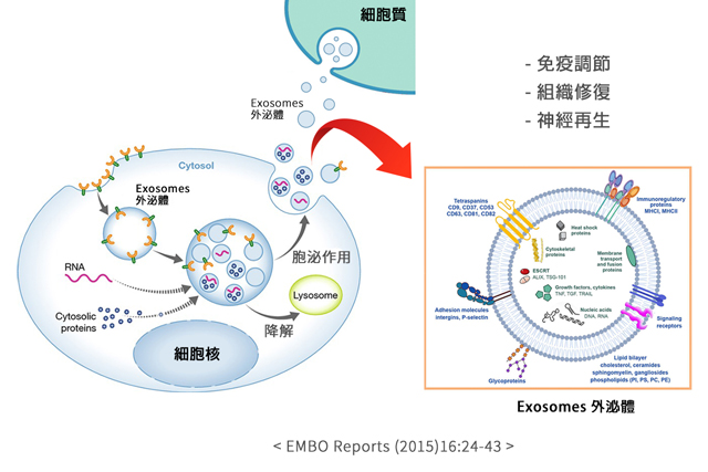 神經再生新突破 更安全有效的新療法-幹細胞外泌體