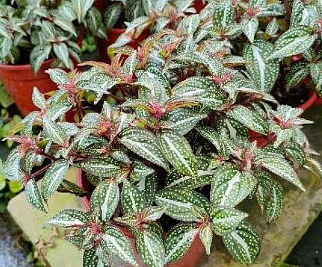 藝術感十足極具觀賞價值 白點蜂鬥草