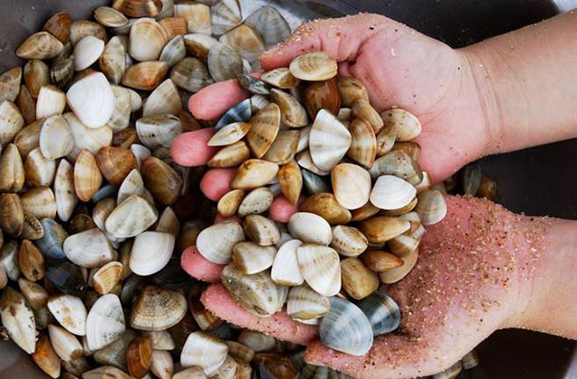 8/12～8/13金門花蛤季園遊會市集最後2天