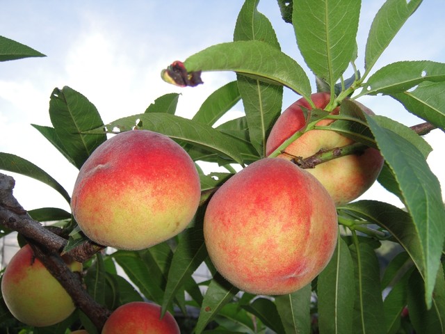 縣政府號召員工 發動仁愛災區農產品團購