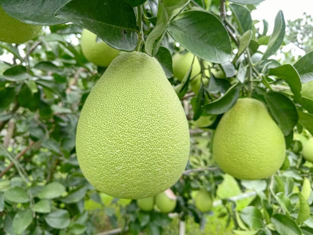 臺南文旦大賽全數通過411項農藥檢驗