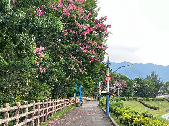 秋高氣爽迎「美人」!新北2處美人樹綻放超吸睛