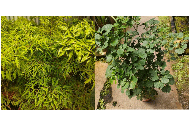 雪花福祿桐的介紹