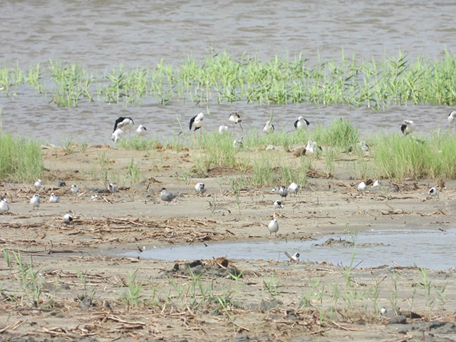 茄萣濕地飄仙氣 喜遇凌波仙子水雉