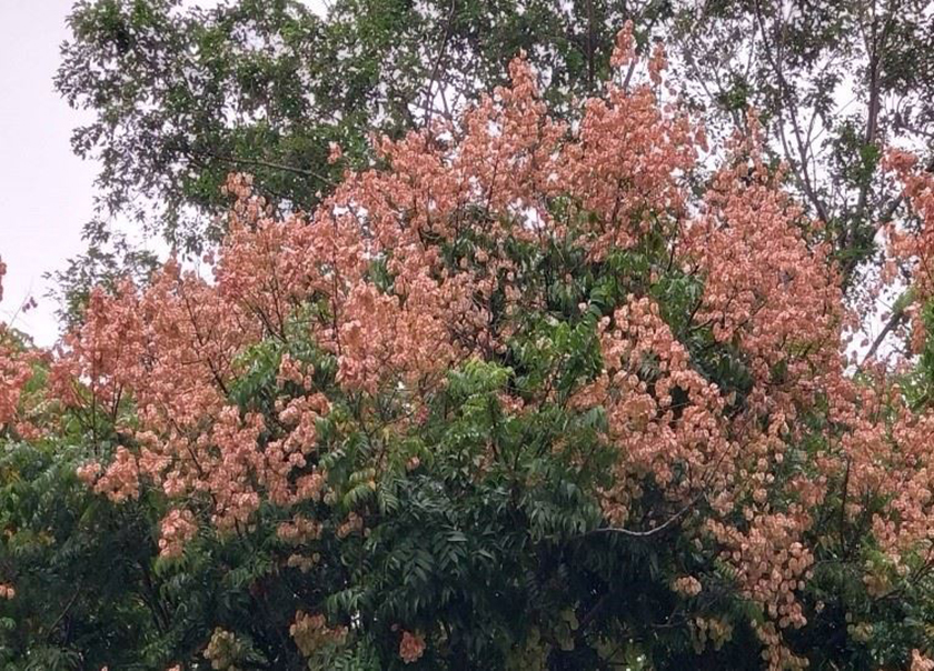 「果」比花嬌的臺灣欒樹!