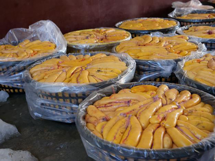 112年新竹縣烏魚推廣11日登場 邀您品嚐在地好味道