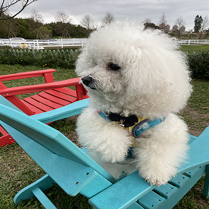 新北市動保處提醒小心毛寶貝糖尿病 三多一少要注意