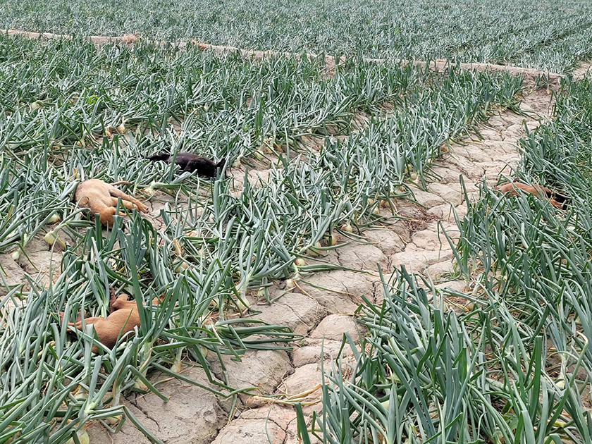 屏東車城驚傳毒狗 屏縣府下令嚴查遏止毒害動物