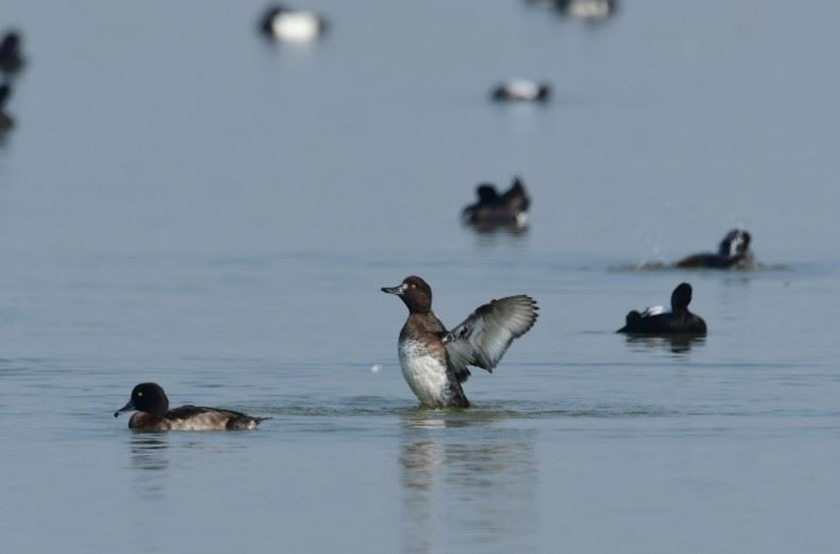 飛向保育影像力 在茄萣濕地用鏡頭紀錄生態