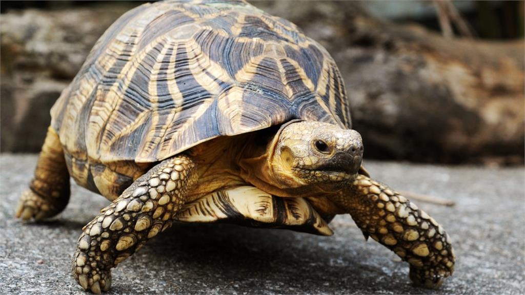 中市動保處開課 傳授爬蟲飼養知識_AI主播「寵物新聞」城市生活報 ...