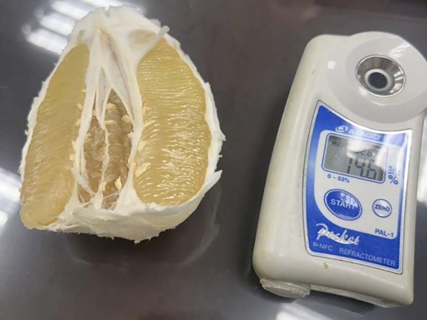 臺南文旦開始採收 消費者要把握下單最好時機_AI主播「吃喝新聞」城市生活報 ...