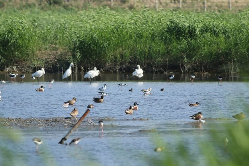 關渡自然藝術季暨賞鳥博覽會開幕 蔣萬安：打造自然藝術及生態教育品牌_AI主播「人文新 ...