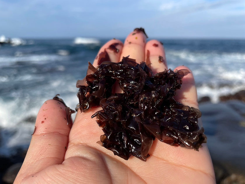 海波浪拍打下的美味「黑金」 東北角品嚐野生紫菜_AI主播「吃喝新聞」城市生活報 ...