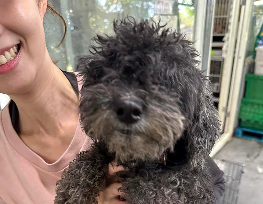 貴賓狗經治療找到幸福家園 新北動保處呼籲提早絕育預防乳腺瘤_城市生活報 ... ...