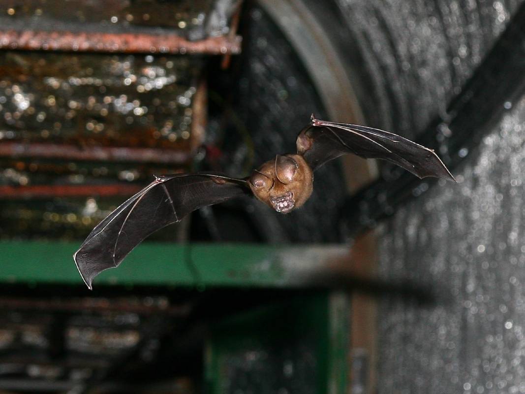 東眼山保育季邀國人製標本、探樹蛙、觀蝙蝠