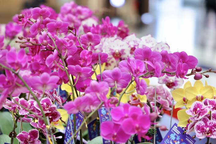 2025亞太蘭花會議暨臺灣國際蘭展3月臺南盛大登場