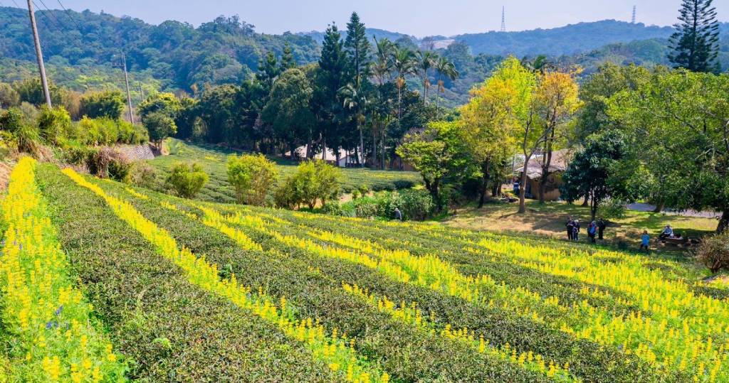 全臺最大魯冰花海桃園登場