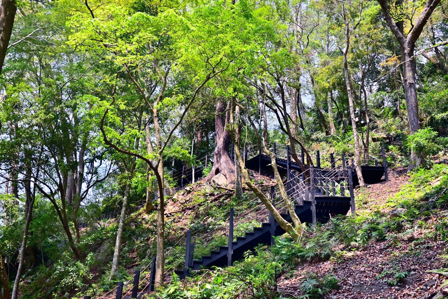 原民文化與自然生態相結合！ 雪山坑環線步道工程開工