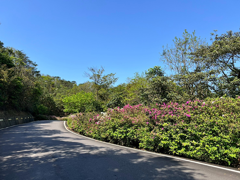 雙溪杜鵑花盛開 春季車遊景觀廊道盡享百花爭豔