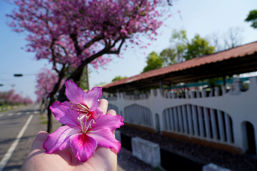 「櫻映土庫・憶舊時光」3/29、30盛大登場 邀請全國民眾來土庫賞櫻、懷舊、品美食 ... ...