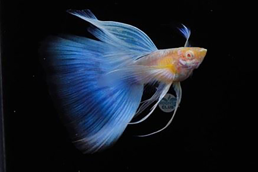 2025屏東縣觀賞魚產業國際交流比賽 3月29日至30日屏東盛大舉行 ... ...