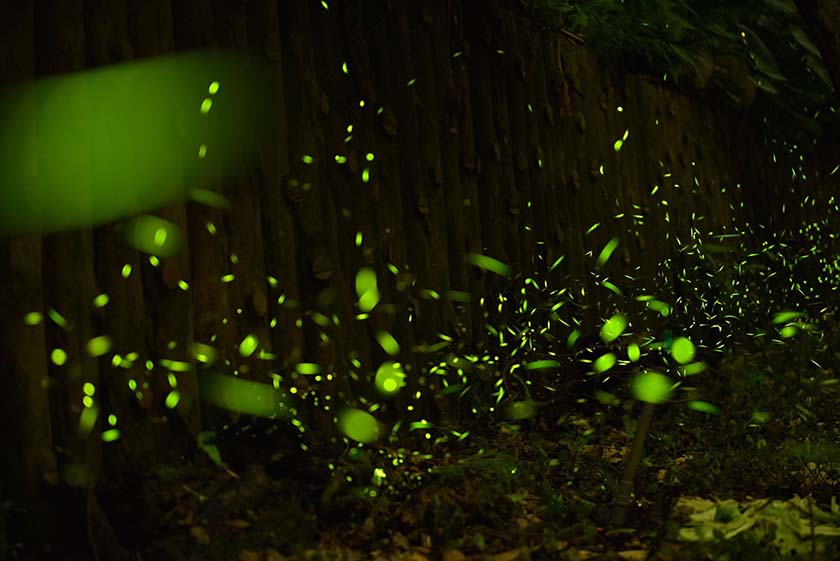新北市推50處螢光秘境 迎接賞螢季