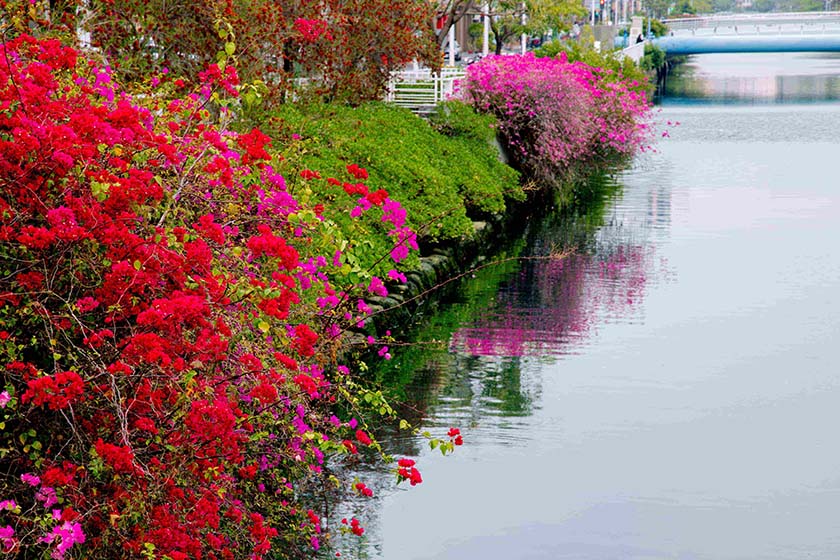 九重葛盛開，繽紛花海點綴高雄春日