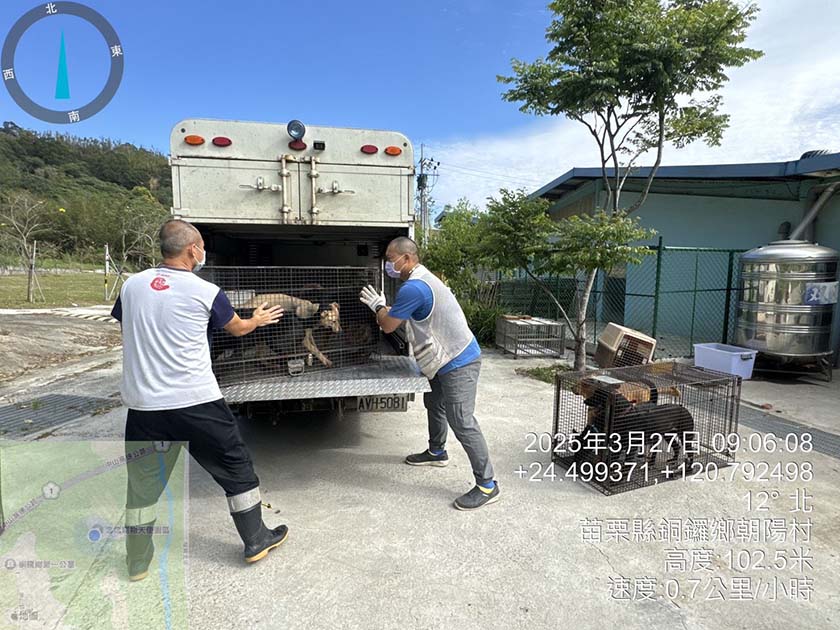 收容犬化身果園守護者，助農民解決猴害問題