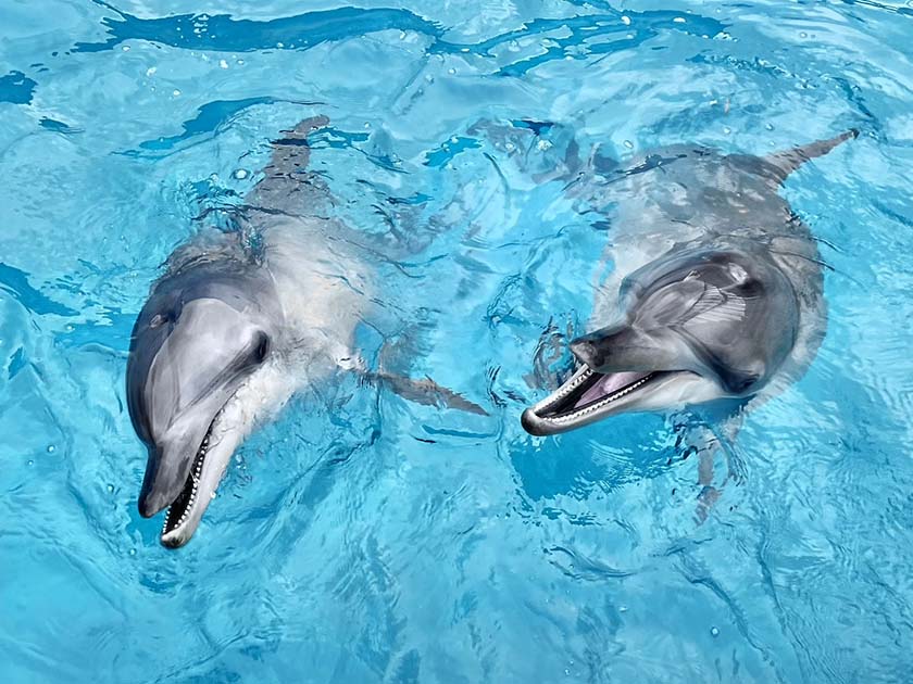 新北推動野柳海洋世界轉型　打造海洋保育教育新場域