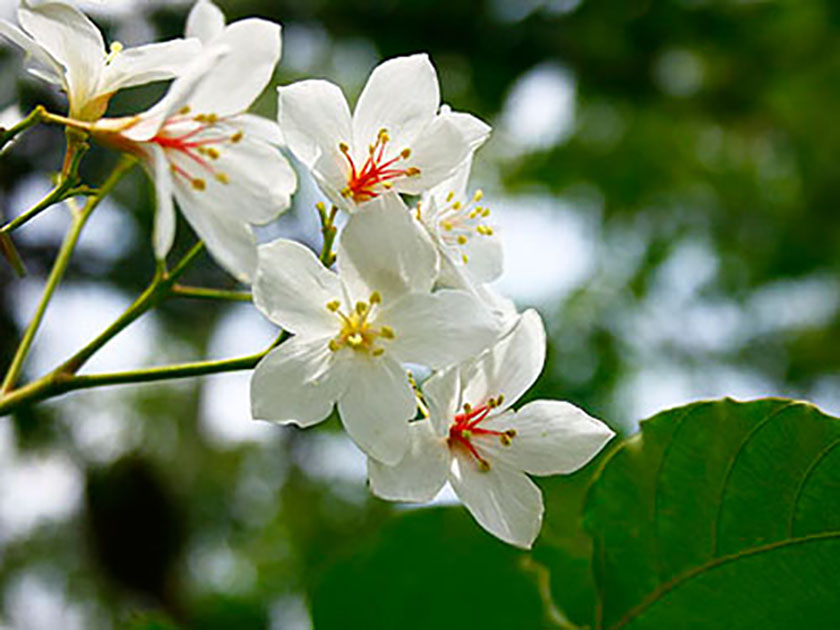 桐花盛開迎四月雪 「2025桐花祭」苗栗造橋登場
