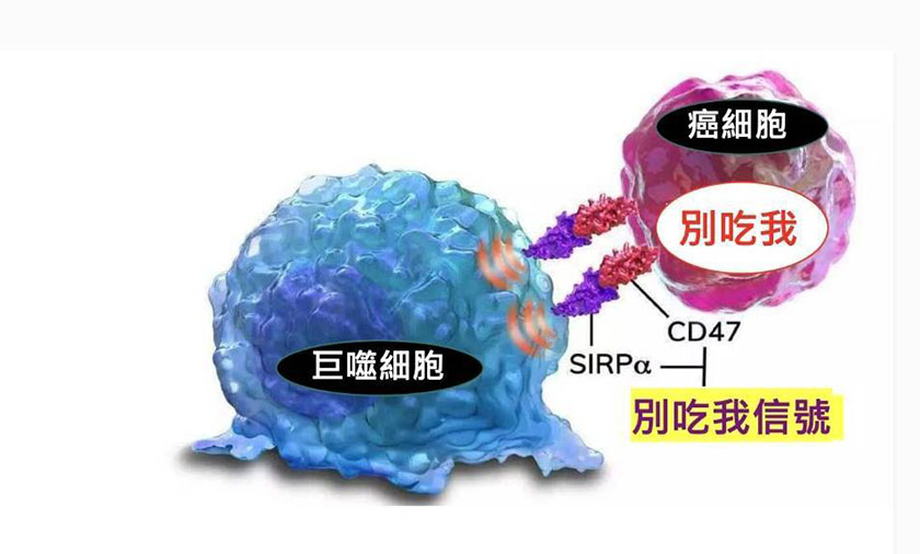 巨噬細胞療法：改寫癌症與自體免疫疾病的治療未來