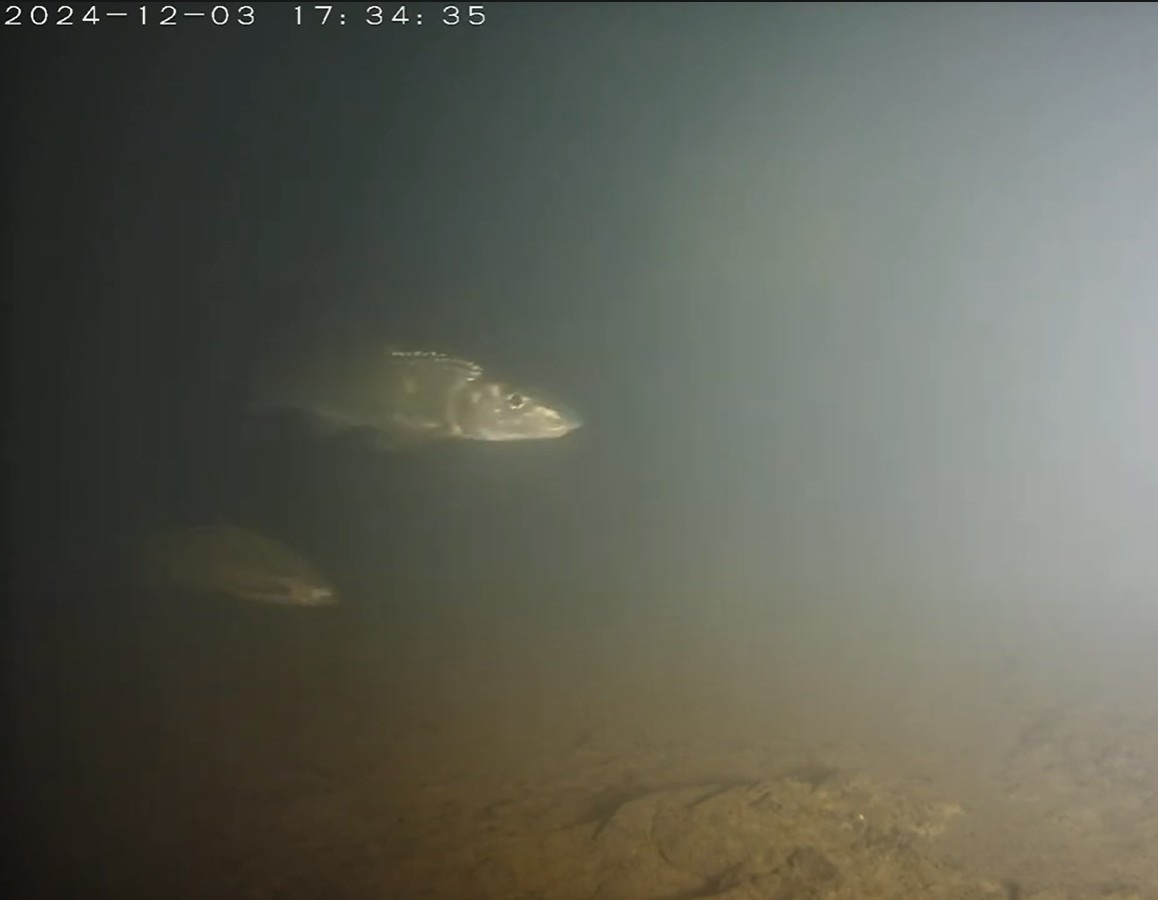 碧潭堰魚道促進生態多樣性　48種魚類及3種蝦蟹成功上溯新店溪 ...