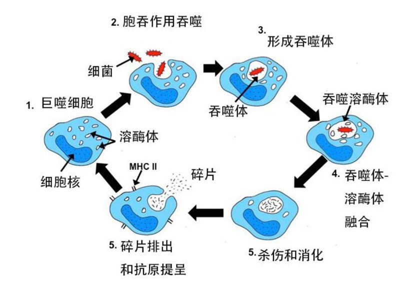 德國研究 「口服型GcMAF巨噬細胞活化因子」 對癌症自體免疫疾病展現顯著療效 ...