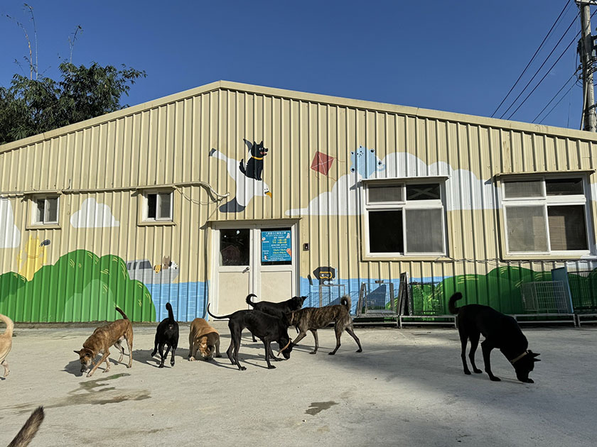 新北認養福利再升級！終身醫療諮詢、飼料補助一次享有