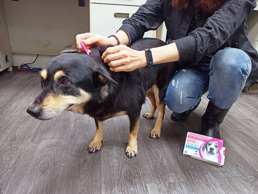 頻繁搔抓或是感染跳蚤！動保處提醒定期驅蟲保護毛寶貝健康 ...