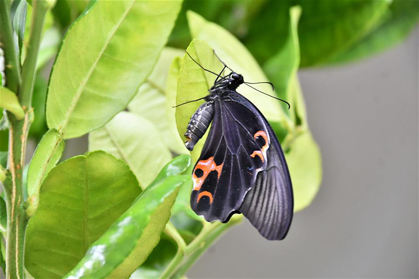 親子共迎斑蝶回歸！八卦山環保活動推永續生活與資源再生