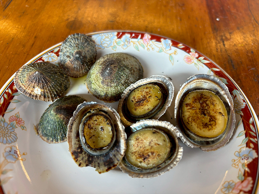 東北角潮間美味正當時 「海鋼盔」成夏季海味代表