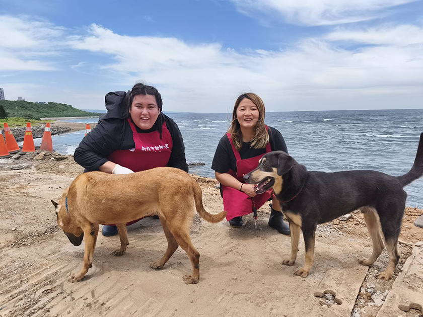 國際學生暖心助浪浪　淡水動物之家洋溢跨國愛心