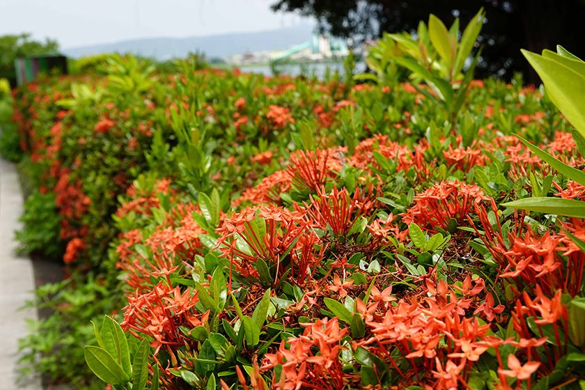 仙丹花盛開迎夏日 新北淡水河畔成周末輕旅行熱點