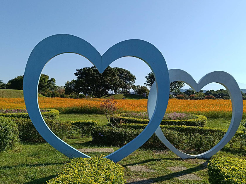 秋意漸濃！后里環保公園落羽松、黃波斯交織如畫　網友驚呼「全爆開了」 ...