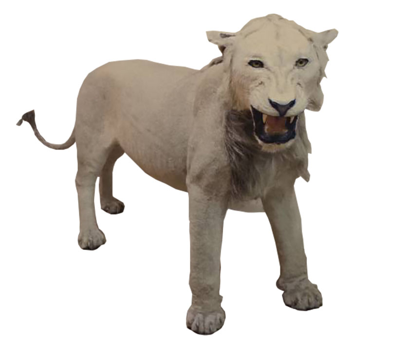 標本藏品釋出｜【白獅子標本】雄偉氣勢再現