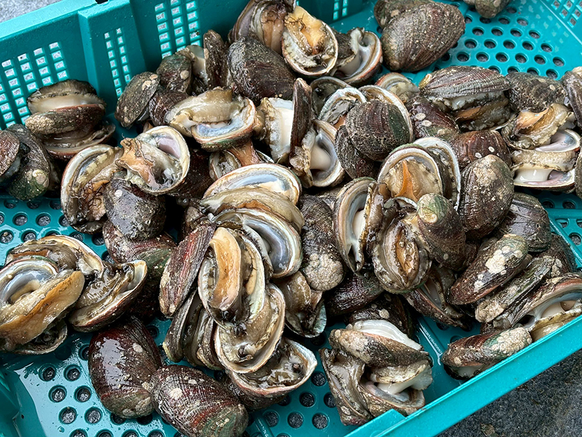 貢寮鮑養殖祕辛大公開　澳底漁港「貢饗鮮味」活動熱鬧登場 ...