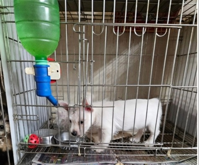 守護毛孩從源頭把關！新北強化寵物業查核　違規店家遭重罰15萬元 ...