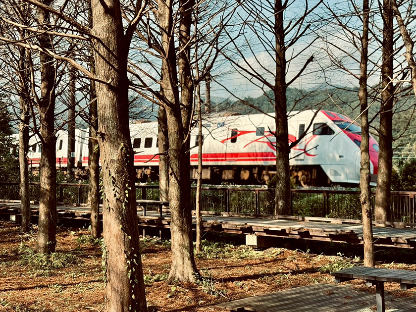 季節限定自然系療癒風景登場　貢寮環保公園落羽松林染上秋冬浪漫色彩 ...